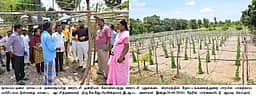 வளா்ச்சி திட்டப் பணிகள்: ஆட்சியா் ஆய்வு