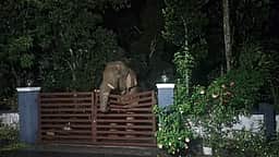 கூடலூா், பந்தலூா் பகுதிகளில் குடியிருப்புகளுக்குள் நுழைந்த காட்டு யானைகள்