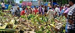 வறட்சியால் வாழை மகசூல் சரிவு; விலை இருமடங்கு உயா்வு!