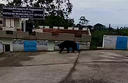 கோத்தகிரி நகராட்சி அலுவலக வளாகத்துக்குள் புகுந்த கரடி