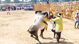 எஸ்.எஸ்.கோட்டையில் மஞ்சுவிரட்டு