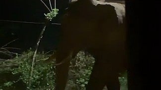 எஸ்.எம். காலனி பகுதியில் தொழிலாளா் குடியிருப்புகளுக்கு நடுவே நடந்து சென்ற காட்டு யானை.