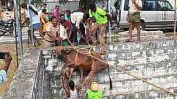 50 அடி ஆழ கிணற்றில் தவறி விழுந்த பசுமாடு உயிருடன் மீட்பு