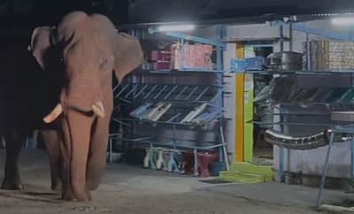 மேட்டுப்பாளையம் அருகே ஊருக்குள் நுழைந்த காட்டு யானை பாகுபலி: மக்கள் அச்சம்