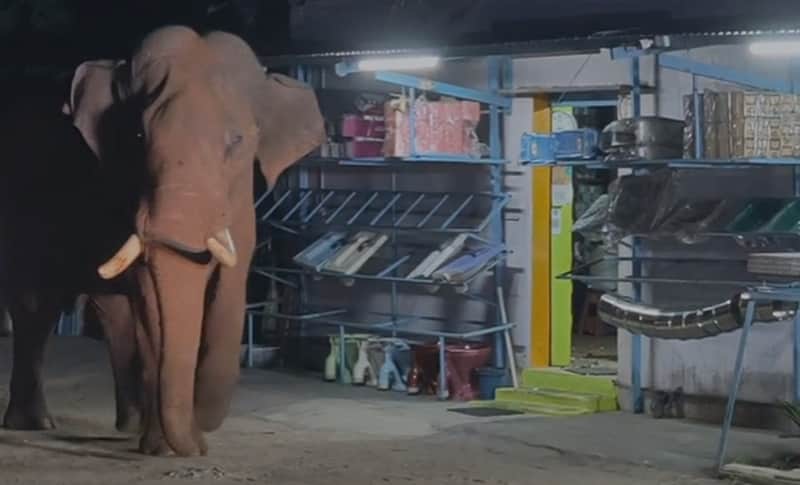 Wild elephant Baahubali enters residential area