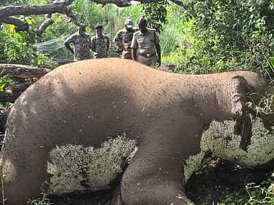 முதுமலை புலிகள் காப்பக எல்லையில் யானை உயிரிழப்பு