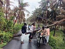 சாலையில் முறிந்து விழுந்த மரம்