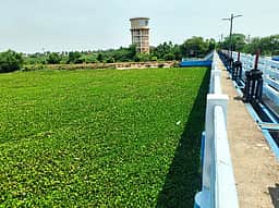 ஆறுகளில் ஆகாயத் தாமரைகளை அகற்ற வலியுறுத்தல்