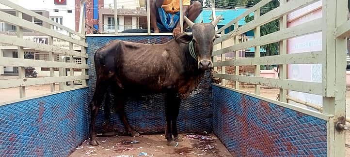 கோயில் மாடு திருட முயன்றவா் கைது