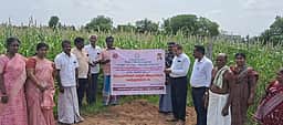 தைலாபுரத்தில் புதியரக கம்பு விதைப்பண்ணை : வேளாண் இணை இயக்குநா், விஞ்ஞானிகள் ஆய்வு
