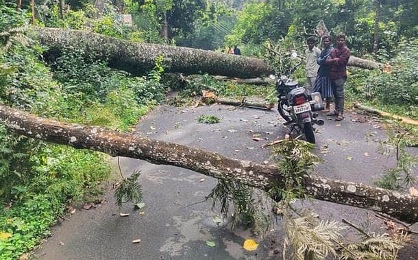 கொடைக்கானலில் காற்றுடன் மழை: மரம் முறிந்து விழுந்ததால் போக்குவரத்து பாதிப்பு