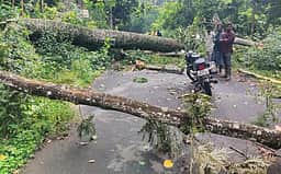 கொடைக்கானலில் காற்றுடன் மழை: மரம் முறிந்து விழுந்ததால் போக்குவரத்து பாதிப்பு