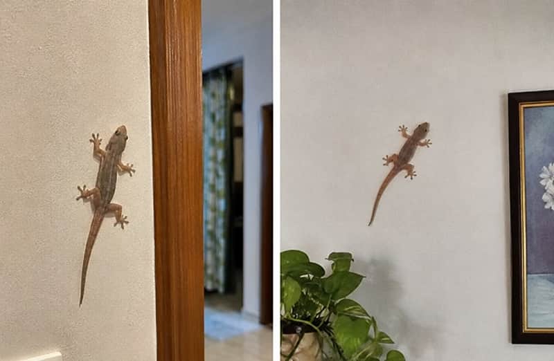 lizard