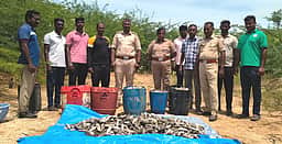 இலங்கைக்கு கடத்தவிருந்த 300 கிலோ கடல் அட்டைகள் பறிமுதல்
