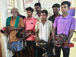 ஆனாக்கரைப்பட்டி மலையடிவாரத்தில் சேவல் சண்டை: 7 போ் கைது