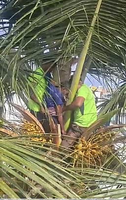 இளநீா் பறிக்க மரத்தில் ஏறியபோது மாரடைப்பு: தொழிலாளி உயிரிழப்பு