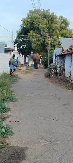 வனப் பகுதியில் இருந்து வெளியேறி கிராமத்துக்குள் புகுந்த மக்னா யானை! காவிலிபாளையம் குளத்தில் தஞ்சம்!