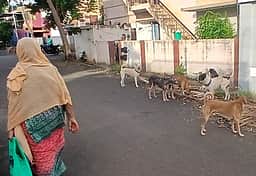 உத்தமபாளையத்தில் தெருநாய்கள் தொல்லை