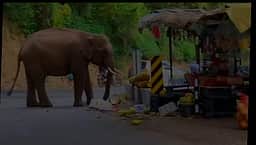 பலாப் பழக் கடையை சூறையாடிய காட்டு யானை