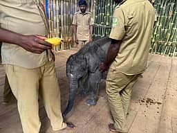 கோழிகமுத்தி முகாமுக்கு இடமாற்றப்பட்ட குட்டி யானை