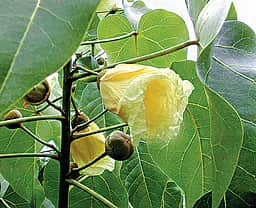 ஆயுள் காக்கும் ஆயுர்வேதம்: கரப்பான் நோயைக் குணப்படுத்த...