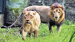 கிர் பூங்காவில் ஆசிய சிங்கங்களின் தொடர் இறப்புக்குக் காரணம் என்ன? ஆபத்துகள் என்னென்ன?