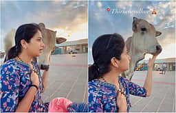 எங்க ஊரு பாட்டுக்காரி! திருச்செந்தூர் கோயிலில் கன்றுக்குட்டியுடன் பாடிய எதிர்நீச்சல் நடிகை!