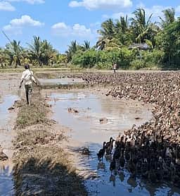 டெல்டாவில் வாத்து மேய்ப்பு வடிவில் கொத்தடிமை முறை அதிகரிப்பு: சவாலாகும் மீட்புப் பணி