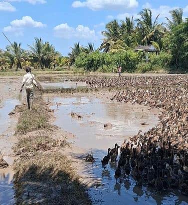 டெல்டாவில் வாத்து மேய்ப்பு வடிவில் கொத்தடிமை முறை அதிகரிப்பு: சவாலாகும் மீட்புப் பணி
