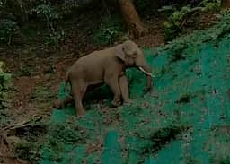 குன்னூர் அருகே பள்ளத்தில் பின்னோக்கி நடந்துசென்ற யானை!