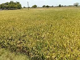 கோடை சாகுபடி நெல் அறுவடைக்குத் தயாா்