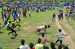 கோபாலபுரத்தில் மஞ்சுவிரட்டு