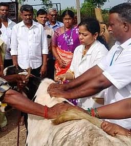 பெரம்பலூரில் கால்நடைகளுக்கு கோமாரி நோய் தடுப்பூசி முகாம் தொடக்கம்