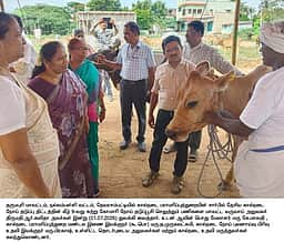 கால்நடைகளுக்கு கோமாரி நோய் தடுப்பூசி முகாம் தொடக்கம்