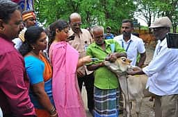 ராணிப்பேட்டை மாவட்டத்தில் கோமாரி நோய் தடுப்பூசி முகாம்
