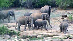 வனப் பகுதியில் குடிநீருக்காக அலையும் யானைகள்: தடுப்பணைகளில் தண்ணீா் நிரப்ப கோரிக்கை