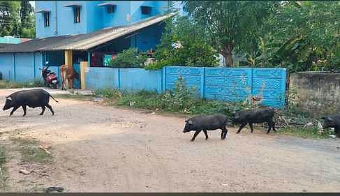 News image