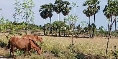 கோடியக்கரையில் அதிகரிக்கும் வெப்பம்: மக்கள் வசிப்பிடங்களில் வனவிலங்குகள்