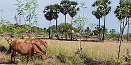 கோடியக்கரையில் அதிகரிக்கும் வெப்பம்: மக்கள் வசிப்பிடங்களில் வனவிலங்குகள்