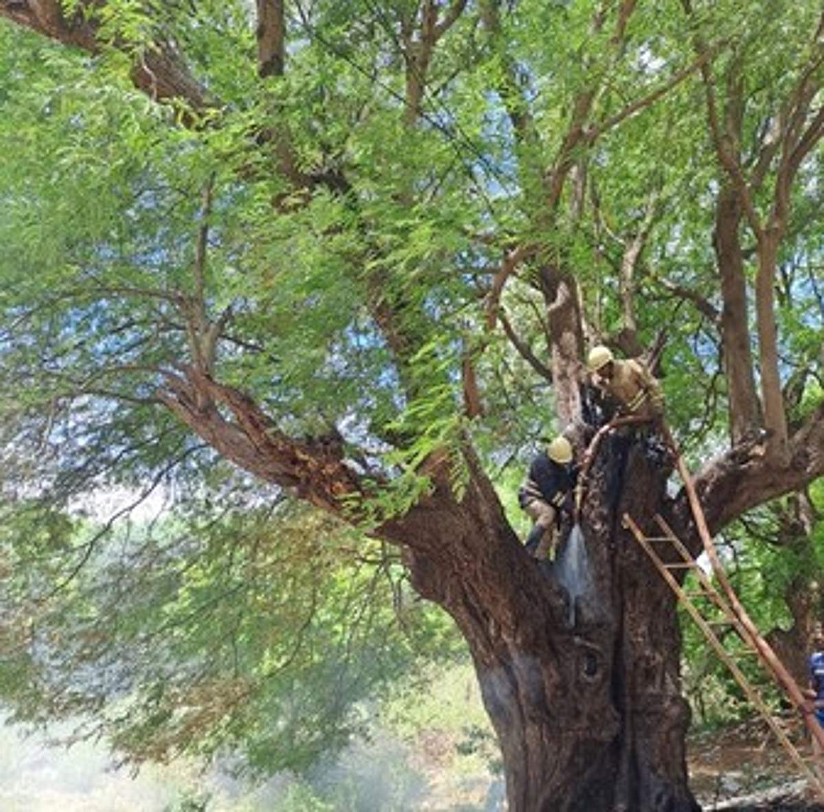 News image