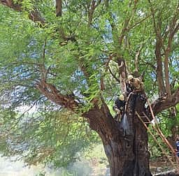தீப்பிடித்து எரிந்த சாலையோர புளியமரம்