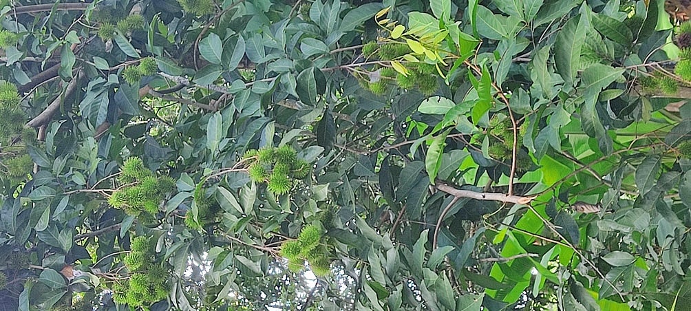 ரம்புட்டான்