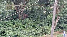 நடுகூடலூா் குடியிருப்புப் பகுதியில் காட்டு யானை நடமாட்டம்