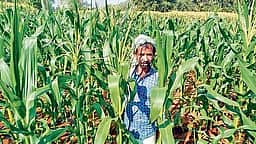 விவசாயிகளுக்கு 29,727 கிலோ சோள விதைகள் விநியோகம்: 
ஆட்சியா் தகவல்
