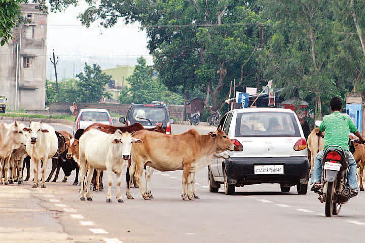 News image