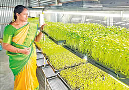 நோயின்றி வாழ...