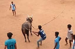 சிவகங்கையில் வடமாடு மஞ்சுவிரட்டு