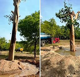 சங்ககிரி அருகே வடுகப்பட்டியில்
2 அரச மரங்கள் வேருடன் பிடுங்கி 
அரசுப் பள்ளி வளாகத்தில் மறு நடவு