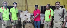 கிணற்றில் தவறி விழுந்த காளை மாடு மீட்பு