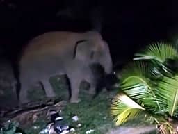 பயிா்களைச் சேதப்படுத்திய ஒற்றை யானை